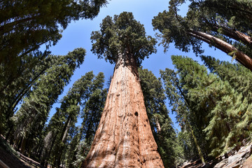 General Sherman Tree in Sequoia National Park