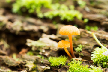 キノコ　ヒメカバイロタケ