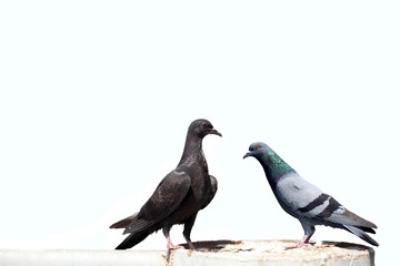 Two pigeons sitting on the bridge isolated