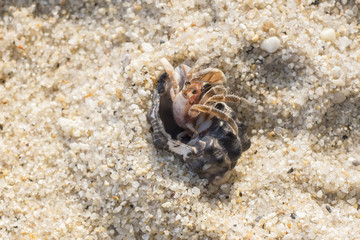 hermit crab