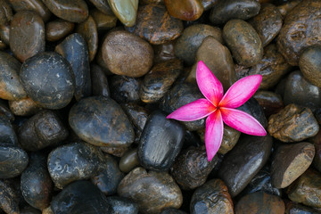 Fototapeta na wymiar Pink frangipani or plumeria flower on black stones as background