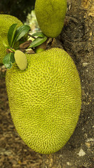 Focus jackfruit on the tree