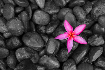 Fototapeta na wymiar Pink frangipani or plumeria flower on black stones as background