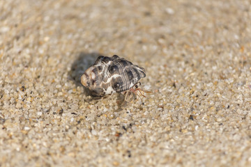 hermit crab