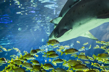 Tiger Shark Underwater