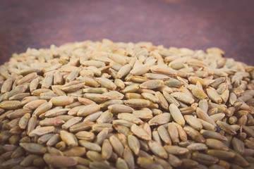 Vintage photo, Heap of organic rye grain