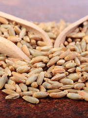 Heap of rye grain with wooden spoon