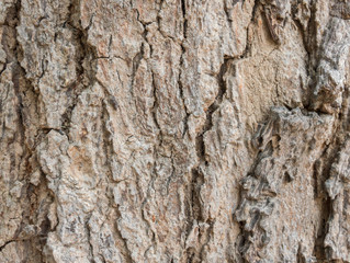 wood texture/wood texture background