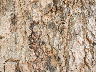 wood texture/wood texture background