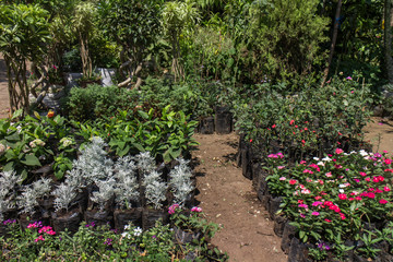 plants outside a nursery for sale in spring