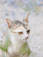 Fototapeta premium The cat