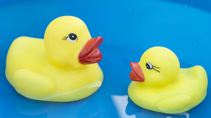 Family rubber duck swimming water
