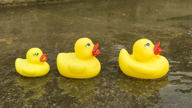 Family rubber duck swimming water