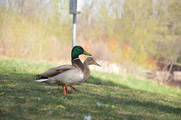 Waterfowl at foliage near a river in Calgary Canada
