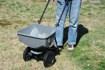 fertilizing the lawn by fertilizer spreader