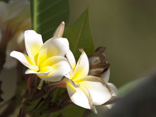 The white flowers: Plumeria