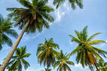Obraz na płótnie Canvas Palm trees on blue sky background