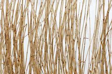 Closeup of reed growing in the lake - obrazy, fototapety, plakaty