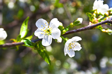 The branches of the cherry tree with young green leaves, white f