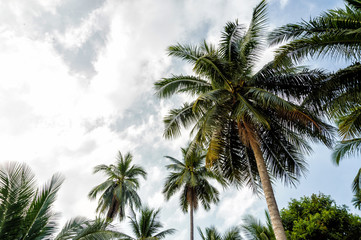 Fototapeta na wymiar Palm trees on blue sky background