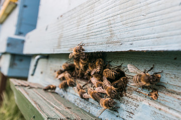 Beekeeping, bees at the front of a bee hive