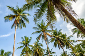 Obraz na płótnie Canvas Palm trees on blue sky background