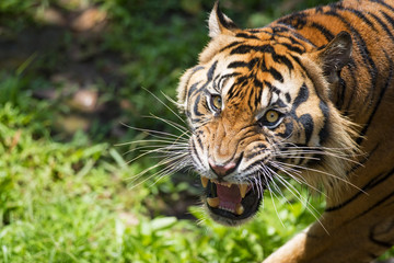 Sumatran Tiger Intimidating 