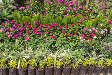 plants outside a nursery for sale in spring