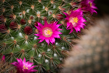 This is a photo of some cactus flower, was taken in Xiamen botanical garden, China.