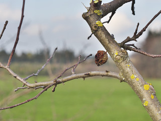typical symptome of apple brown rot (Monilia fructigena) called shriveled „mummies“