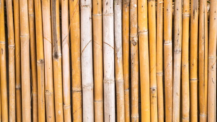 old bamboo
