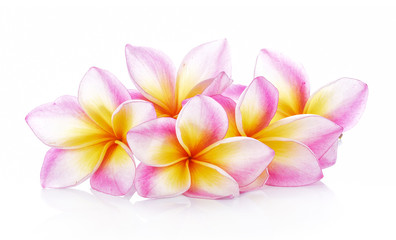 frangipani flowers on white background