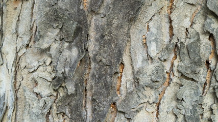 Close up Old Wood Tree Texture Background.