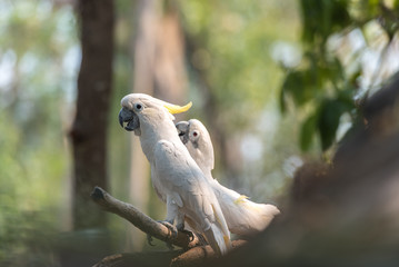 Beautiful white Cockatoo, Sulphur-crested Cockatoo (Cacatua gale