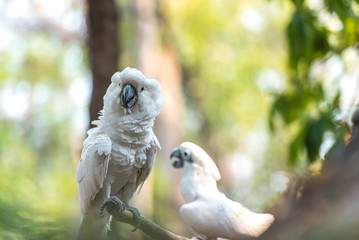 Angry white Cockatoo, Sulphur-crested Cockatoo (Cacatua galerita