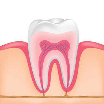 Inside On A Single Tooth Illustration, Human Tooth Cross-section.