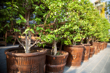 A row of small potted trees on a street
