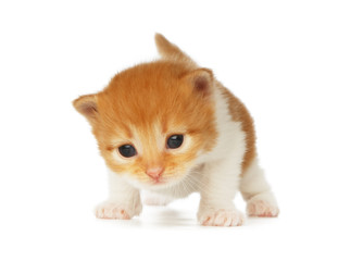 Cute orange red kitten isolated