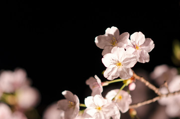 Fototapeta premium 広島の夜桜