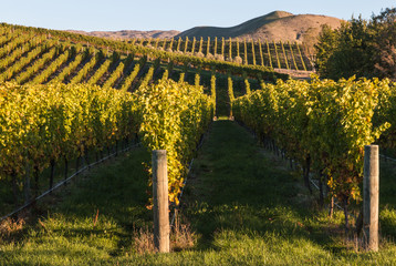 Fototapeta na wymiar rows of grapevine in vineyard