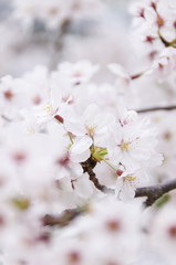 広島の桜
