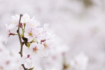 広島の桜
