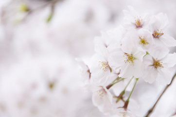 広島の桜
