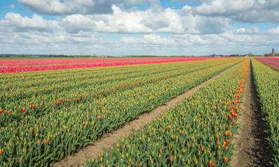 Fototapeta na wymiar Colorful tulip fields in springtime