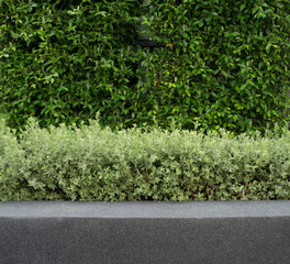 green wall plant with granite wall