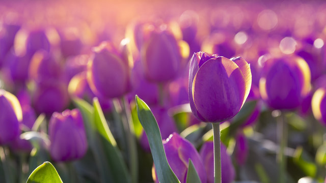 Fototapeta Purple tulips field in sunlight
