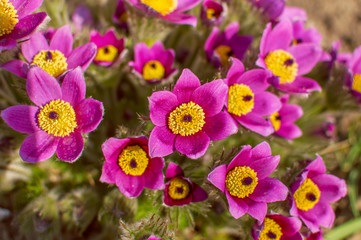 Obraz premium розовый цветок сон трава