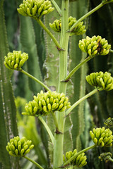 This is a photo of some kinds of succulent flower, was taken in Xiamen botanical garden, China.