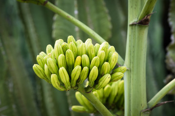 This is a photo of some kinds of succulent flower, was taken in Xiamen botanical garden, China.