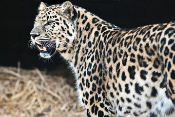 Fototapeta na wymiar Snow panther with speckles showing teeth